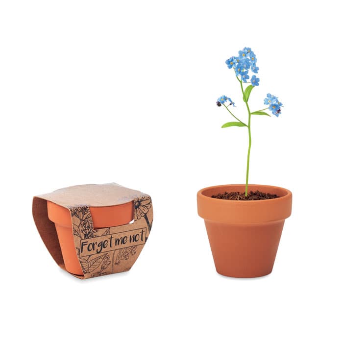 Pot graines de myosotis